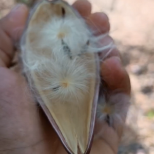 Canoinha - { Marsdenia megalantha }